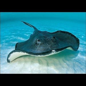 Meet your Posher, Natalie